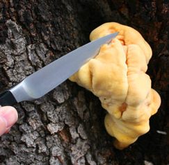 Vol. 10 – The Tree Brain