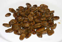 Vol. 9 — Silkworm Pupas